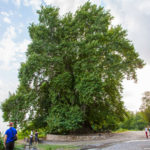 الشجرة الأرمنية البالغة من العمر فقط 2037 ربيعا