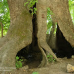 الشجرة الأرمنية البالغة من العمر فقط 2037 ربيعا